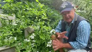 White Plumbago