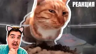 ▷ КОТ СМОТРИТ — ОТКУДА МЕМ?  l РЕАКЦИЯ на небуди