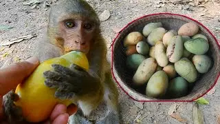 Early morning collected mango from my homeland for our lovely monkey / Monkey Post