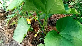 Пошли  🥒🥒🥒ОГУРЧИКИ в Теплице.👍👍👍 Самый лучший сорт МАШИ и НАША МАША!!! 🌞👍 20 июня 2023г.