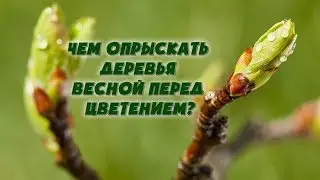 Чем опрыскать деревья весной перед цветением?