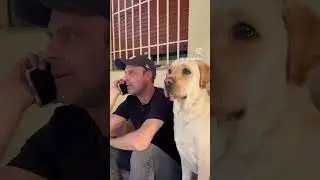 Kur do të bësh video virale, por qeni e kupton “hilen” 😂 #dog #pet #labrador #funny