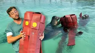 Enrichments at Sealcentre Pieterburen - Seal caretaker Renato explains