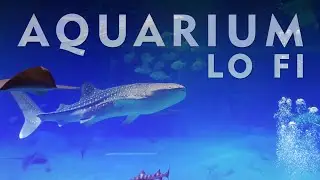 Aquarium Lo Fi - Covers Of Popular Songs