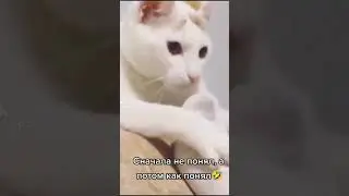 #прикол