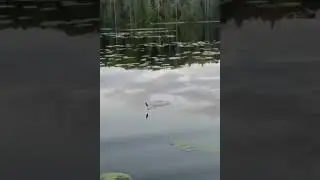 Время, проведенное на рыбалке в счëт жизни не идет... 🎣