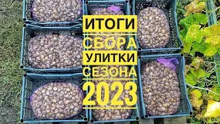 Бизнес на 🐌УЛИТКАХ🐌Подводим ИТОГИ СЕЗОНА 2023. Сколько удалось собрать улитки Muller + хранение!