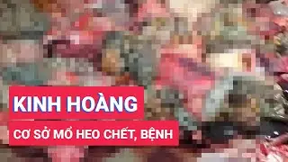Kinh hoàng cơ sở giết mổ heo chết, heo bệnh
