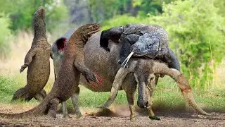 Too Barbaric! Huge Komodo Dragons Surround And Take Down Big Buffalo With Powerful Venomous Bites