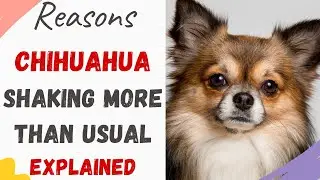 Why is My Chihuahua Shaking More Than Usual (8 Main reasons with Solution)