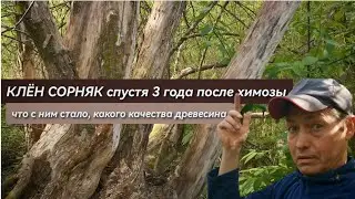 КЛЁН СОРНЯК спустя 3 года после ХИМОЗЫ: что с ним стало, что за древесина, что я с ним буду делать