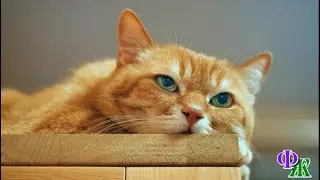 - Кошка должна знать свое место! - злобно фыркнула Лариса, увидев, что кошка сидит на столе, но…