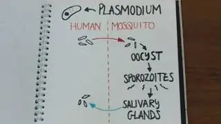 Can mosquitoes transmit HIV? - Naked Science Scrapbook