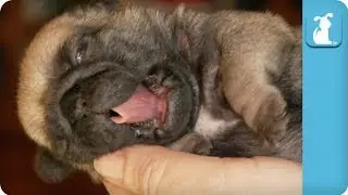 Pug Puppies Falling Asleep - Puppy Love