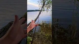 Finger Pass in Nature with staff/stick #skills #shorts #satisfying