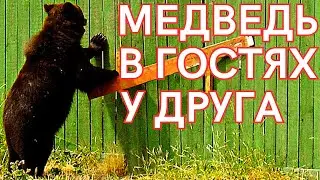 МЕДВЕДЬ В ГОСТЯХ У ДРУГА | Русские Приколы | Юмор | Ржач 😂 