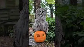 Halloween at the Hawk Conservancy Trust