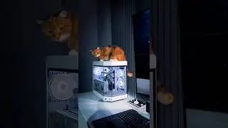 😺 My dynamic duo in the gaming zone. 📽️ by - fuziqopc  