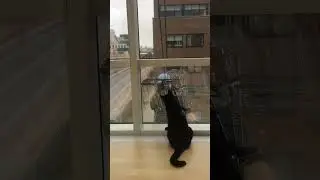 Cat Plays with Window Washer