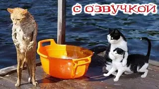 Приколы с котами! С ОЗВУЧКОЙ! Самые смешные животные! СМЕШНЫЕ КОТЫ И СОБАКИ!