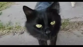Ребята гуляют папа кот мама кошка и котята 😻