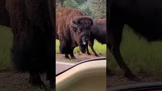 I am BISON, hear me ROAR!