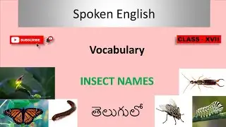 కీటకాల పేర్లు | Insects Names in English with Pictures | Vocabulary For Kids @ViaDigitally