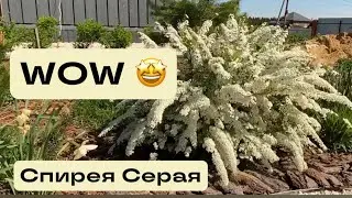 Спирея серая Грейфшейм (Spiraea x cinerea Grefsheim)