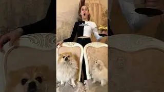 Собаки в шоке от нее😨🐶🐶🤣 