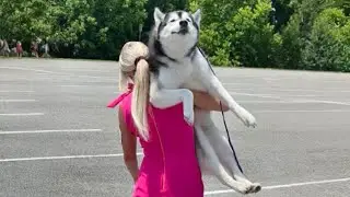 Husky Is Always the Funny One😂🤣 Funny Animals Videos 2024