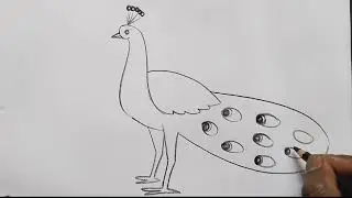 how to draw peacock drawing easy step by step