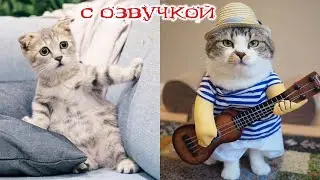 ПРИКОЛЫ С КОТАМИ! С ОЗВУЧКОЙ! Смешное видео с КОТАМИ И СОБАКАМИ! Самые смешные животные! ДО СЛЁЗ!