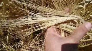 Ячмень Водограй 01.07.22! Сделал ставку!