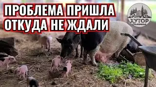 ПРОБЛЕМА ПРИШЛА ОТКУДА НЕ ЖДАЛИ, ПРИШЛОСЬ ДАЖЕ ПРИВОЗИТЬ ВЕТЕРИНАРА.