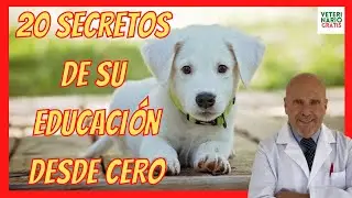 HOW TO EDUCATE A PUPPY? ❤️ FROM SCRATCH (2, 4 and 6 months) WITHOUT THESE 20 ERRORS
