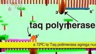 PCR (video obtenido de Roche) y subtítulos en castellano