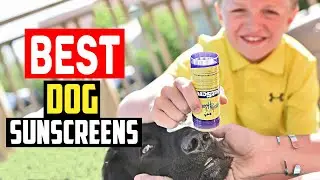 ✅Top 5 Best Dog Sunscreens in 2024