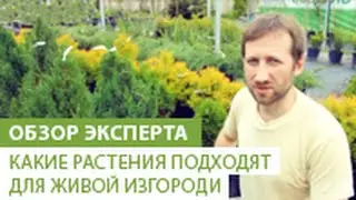 Какие растения подходят для живой изгороди