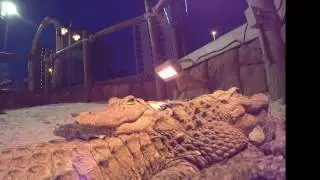 Playing with Gators and a GoPro