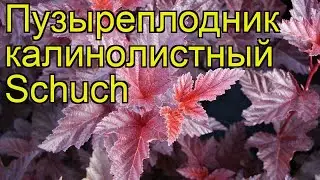 Пузыреплодник калинолистный Шух. Краткий обзор, описание характеристик