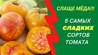 Слаще меда! 5 самых сладких сортов томата для открытого грунта