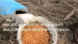 как избавиться от медведки, посадка картофеля, привью