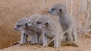 Animals Surviving in The Desert of South West Africa | Nat Geo Documentary HD 1080p