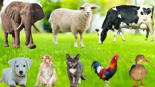 Compilation of Cute Animals : Cat, Cow, Dog, Elephant, Pig, Chicken, Duck - Animal Sounds