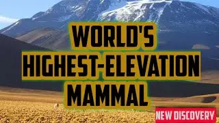 Altitude range || Biologist Discovers Worlds Highest Altitude range mammals || New Discovery