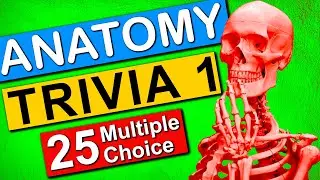 Human Anatomy Trivia | Ultimate Pub Quiz [2022] Virtual Pub Quiz