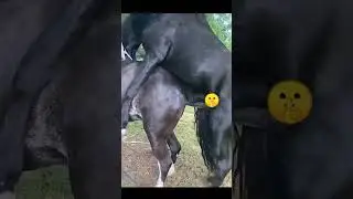 big horse mating | horse mating | horse crossing 