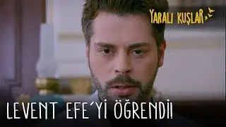 Levent Efe'yi öğrendi! | Yaralı Kuşlar 164. Bölüm