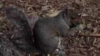 Squirrel