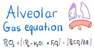 Alveolar Gas Equation - Alveolar, arterial (A-a gradient) -Oxygen & Carbon Dioxide - Lung Physiology